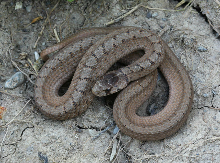 Brown Snake